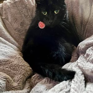 Meet your Posher, Robin